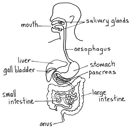 Digestive System hand drawn