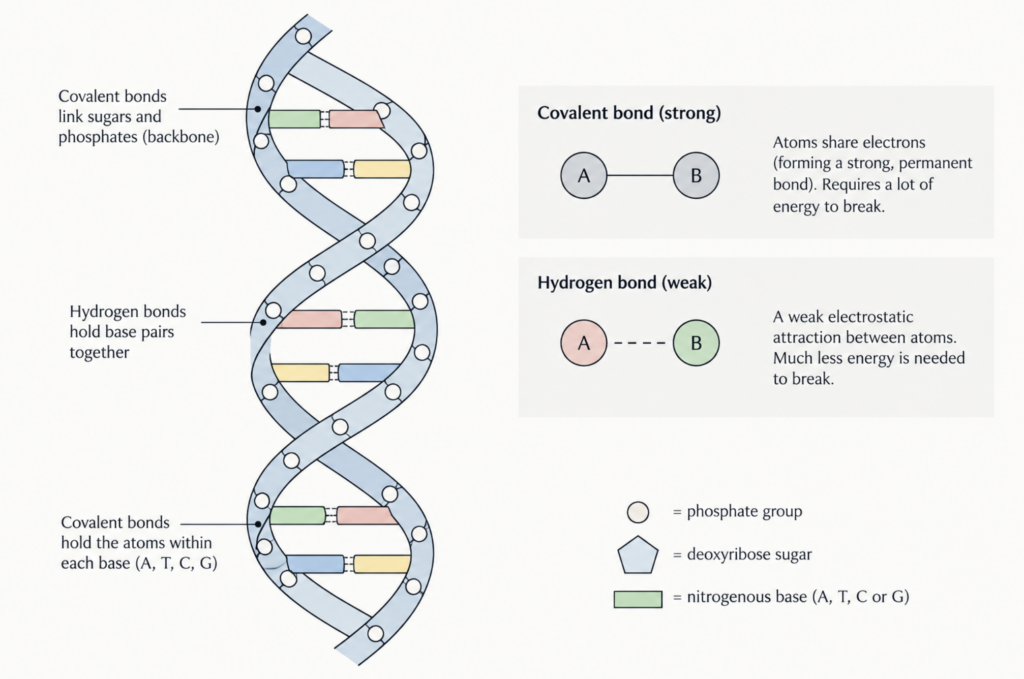 Covalent and hydrogen bonds in DNA