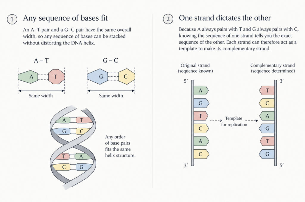 DNA as genetic material