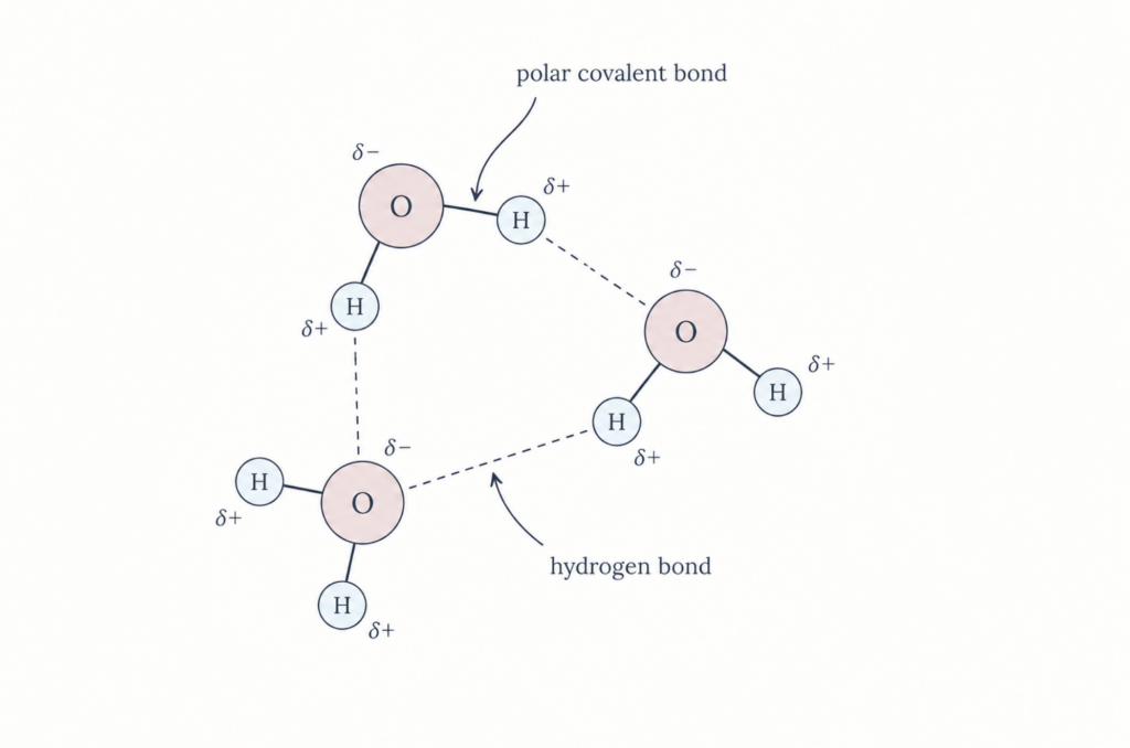 Hydrogen bonds in water