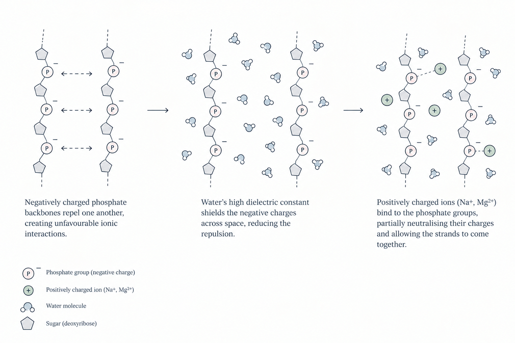 How DNA strands attract