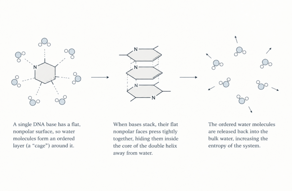 Nonpolar DNA bases